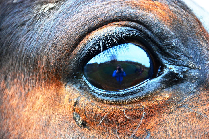 koňské oko, oko, kůň