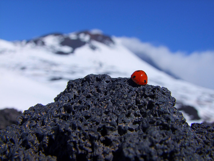 ladybird, etna, italy, mountain, rock, sun, volcano