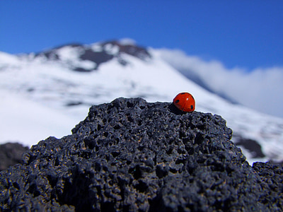 Ladybird, Etna, ý, núi, Rock, mặt trời, núi lửa