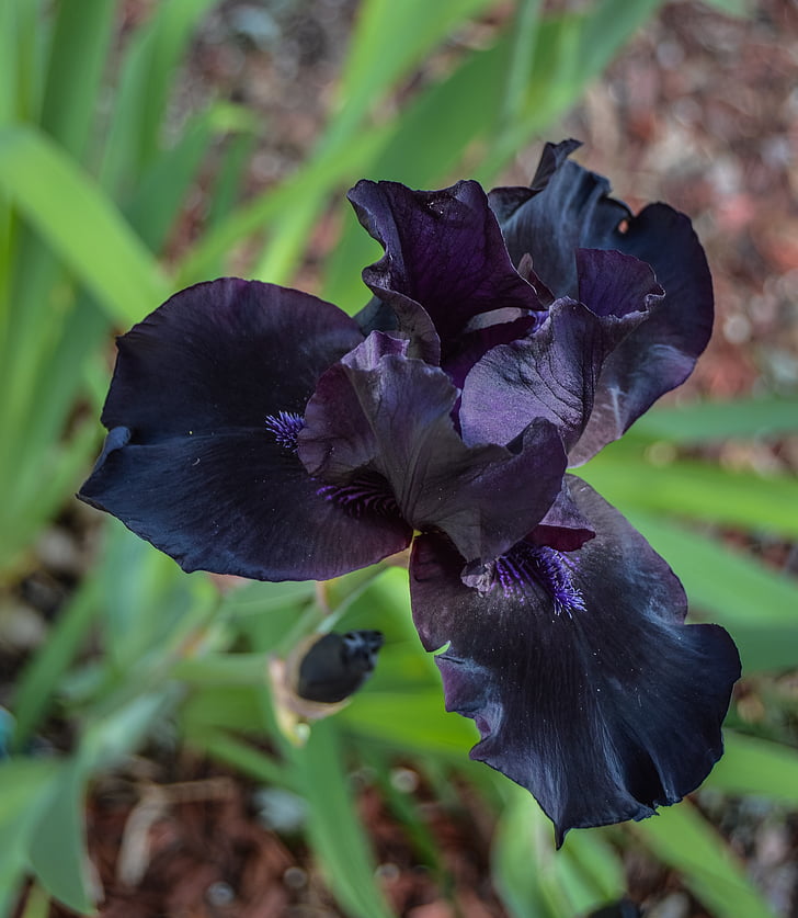 Schwarz, lila, Iris, Frühling, Blume, voller Blüte iris, Ansicht von oben