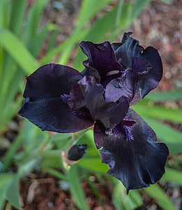 zwart, paars, Iris, lente, bloem, volle bloei iris, bovenaanzicht
