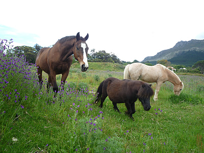 hest, felt, dyr, natur, Farm, landskab, græs