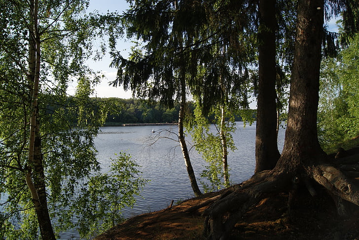 pestovo reservoir, tishkovo, moscow region, beach, birch, trees, nature