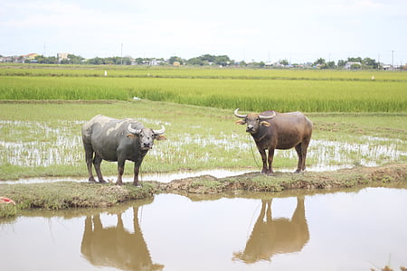 buivolų, Vietnamas, aštrių, kaimo vietovės, galvijų