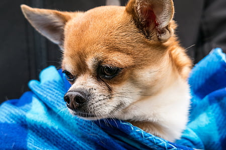 Chihuahua, köpek, chiwawa, küçük, küçük köpek, evde beslenen hayvan, hayvan