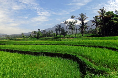 landscape, nature, field, asia, green, paddy, sky