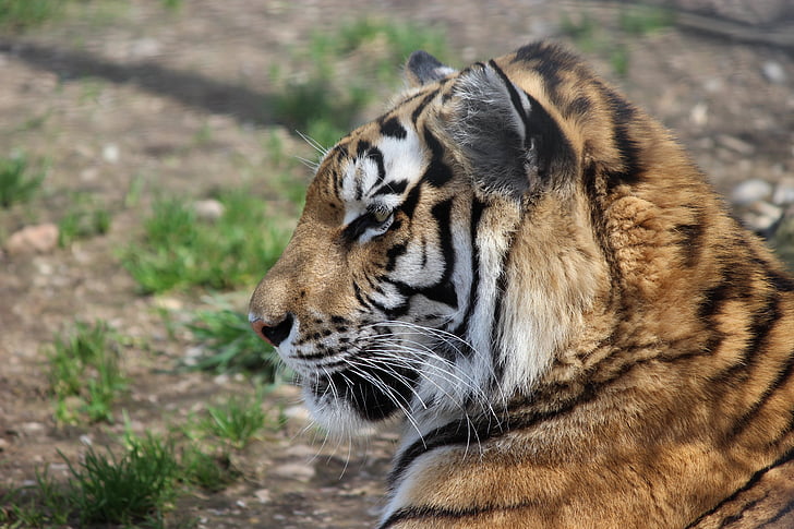 Tiger, Zoo, Wilderness, krásny, divoké, zviera, voľne žijúcich živočíchov