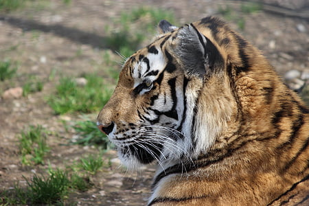 tigris, állatkert, vadonban, gyönyörű, vadon élő, állat, vadon élő állatok