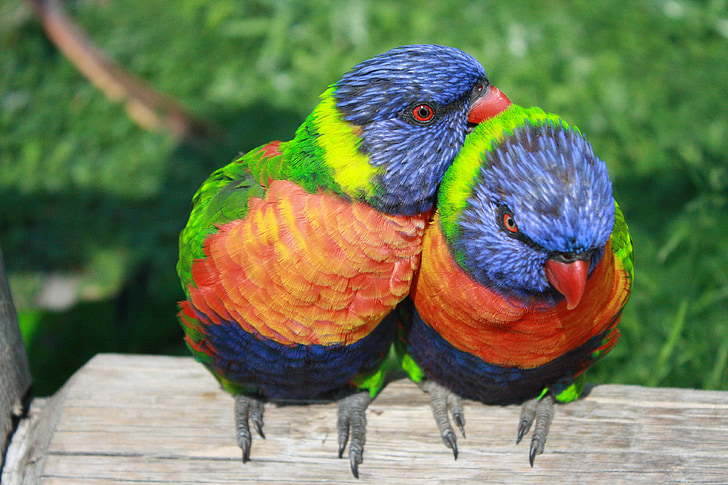 Lório arco-íris, papagaios, Lório, aves exóticas, aves, casal, amor