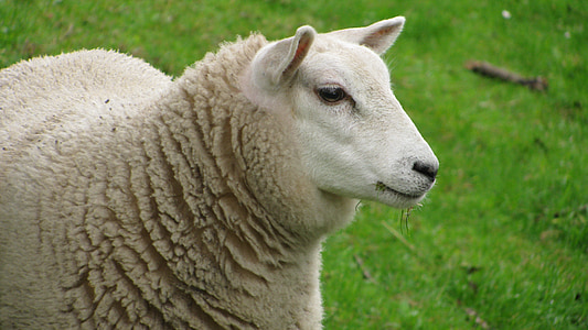 sheep, animal, lana, wool, grass, nature, meadow