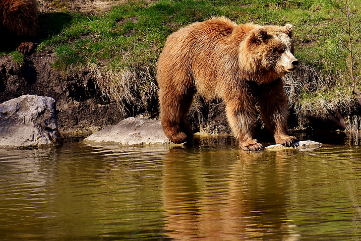 Eiropas brūnais lācis, savvaļas dzīvnieks, pūkains, bīstams, dzīvnieku pasaule, spalva, lācis
