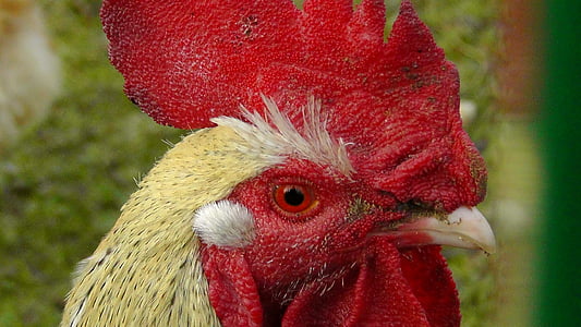 hahn, animal, bird, geglügel, poultry, wildlife photography, cockscomb