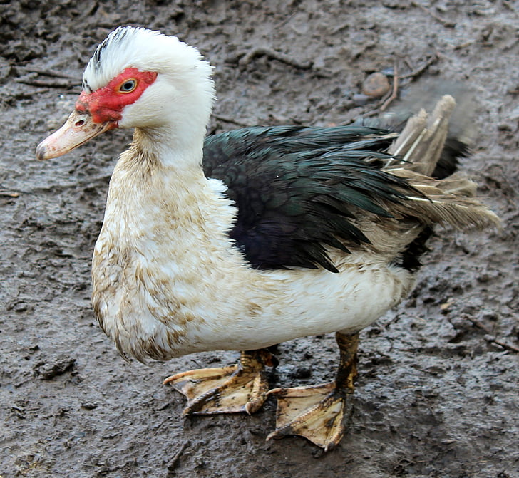 kachna, zvíře, hospodářská zvířata