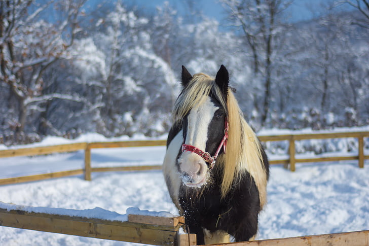 paard, boerderij, winter, natuur, dier, Ranch, platteland
