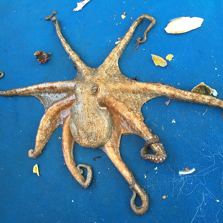 octopus, polyp, sepia, blue, ocean, sea, water