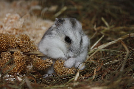 hamster, animal, cute, rodent, sweet, close, nager