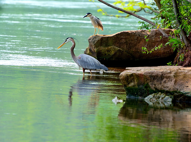 great blue herons, niagara river, wading birds, water, fishing, patient, wildlife