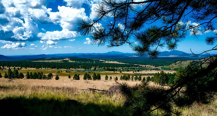 Arizona, krajina, louka, pole, malebný, Les, stromy