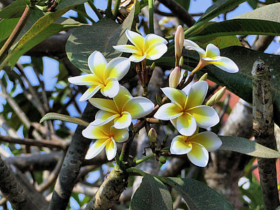 frangipani, flower, yellow, exotic, asia