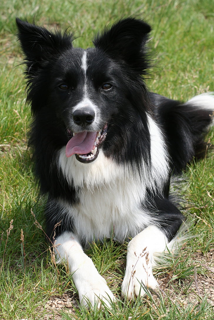 pes, škotski ovčarski pes, robnik škotski ovčarski pes, črno-belo, pastirski psi