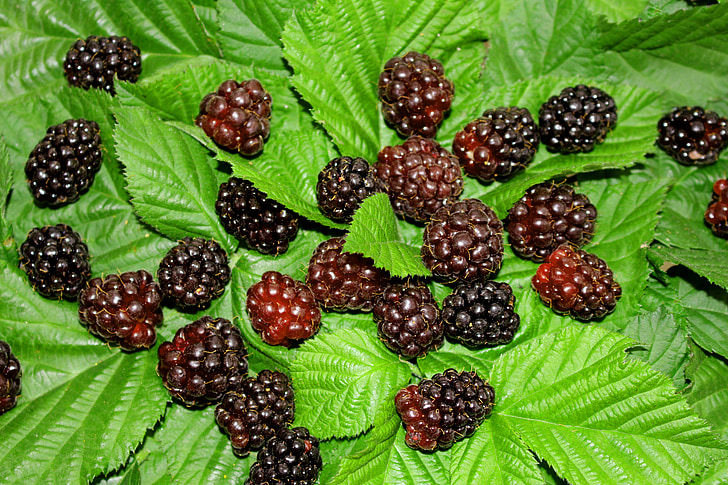 Berry, bär, BlackBerry, boysenbär, frukt, mat, Söt