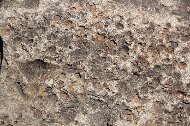 fossile, sten, Rock, tekstur, naturlige, mønster, gamle