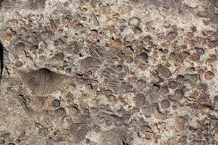 Fossil, Stein, Rock, Textur, natürliche, Muster, alt