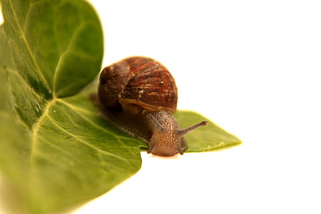 snail, animal, leaf, green, flora, wet, rain