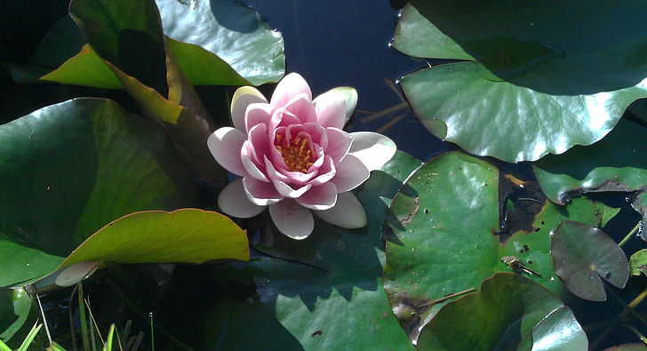 water lily, flower, aquatic plant, blossom, bloom, pink, nuphar