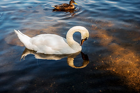 Swan, vatten, vit, naturen, djurvärlden, fågel, Vacker