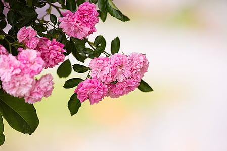 장미, 핑크, 핑크 장미, 꽃, 채워진된 꽃, 핑크 꽃, 정원