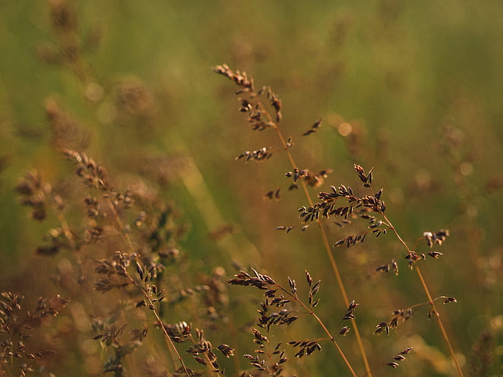 blur, közeli kép:, nyári időszámítás, a mező, fókusz, fű, növekedés