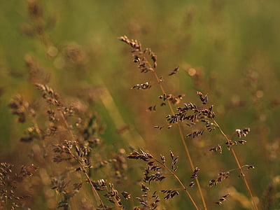 blur, close-up, daylight, field, focus, grass, growth