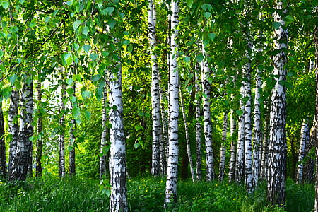 Birch, Grove, hutan, musim semi, hijau, alam, pemandangan