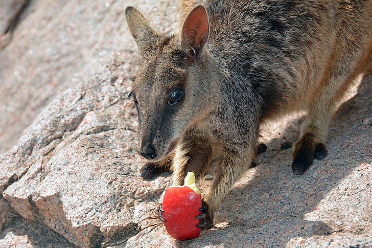 Wallaby, cangur, wallaby de stâncă, marsupiu, Australia, lumea animalelor, freilebend