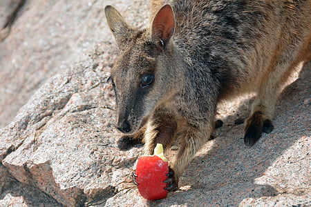 wallaby, kangaroo, rock wallaby, marsupial, australia, animal world, freilebend