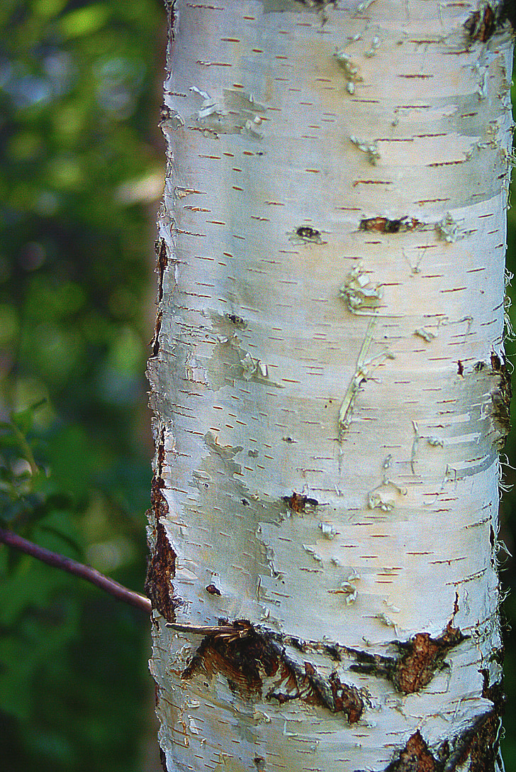 Birch, batang, Birch batang, kulit, putih, tanaman, alam