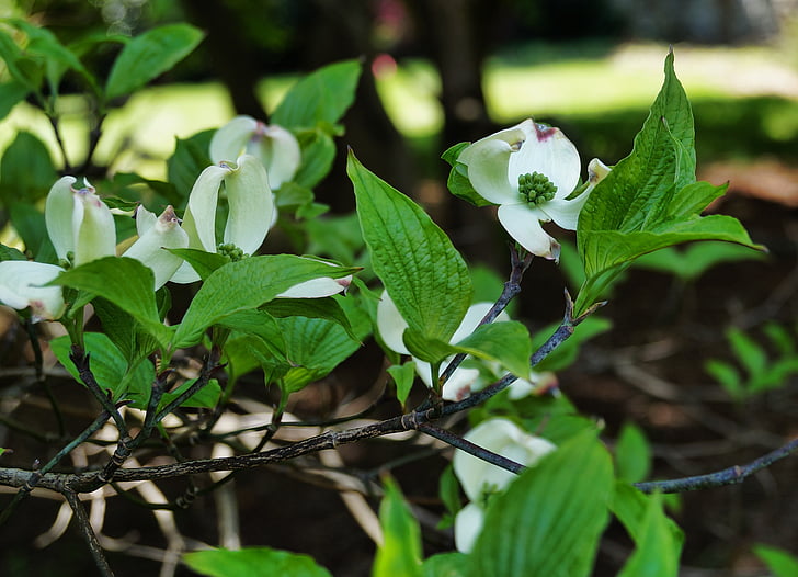 Κρανιά, λευκό λουλούδι, άσπρο dogwood, λουλούδια, δέντρο, άνοιξη, λουλούδι