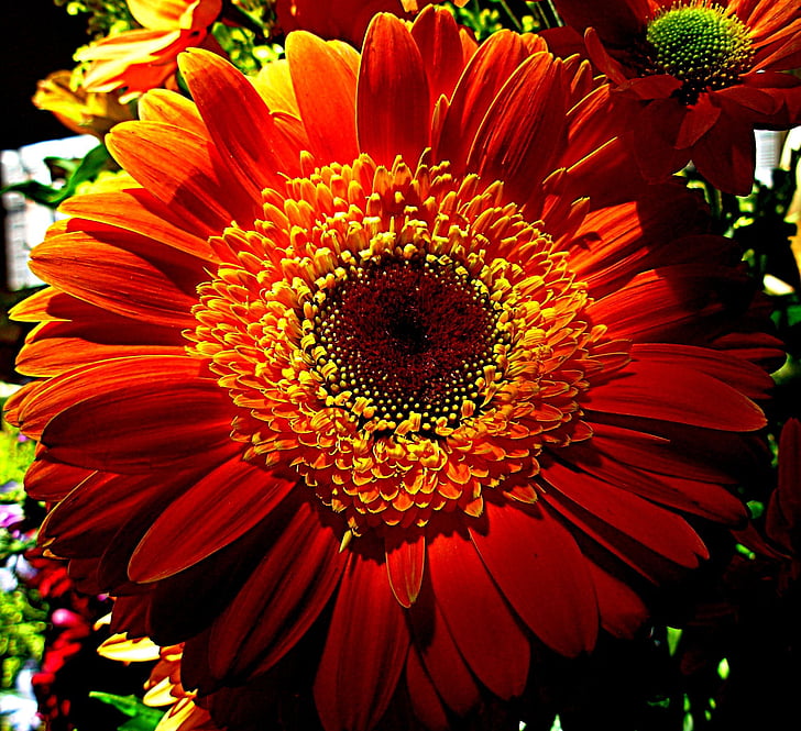 orange flower, petal, spring