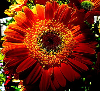 Πορτοκαλί λουλούδι, πέταλο, άνοιξη