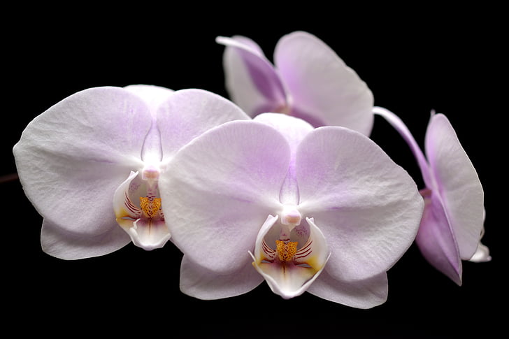 орхидея, цвете, Блосъм, Блум, Бъд, тропически, розово