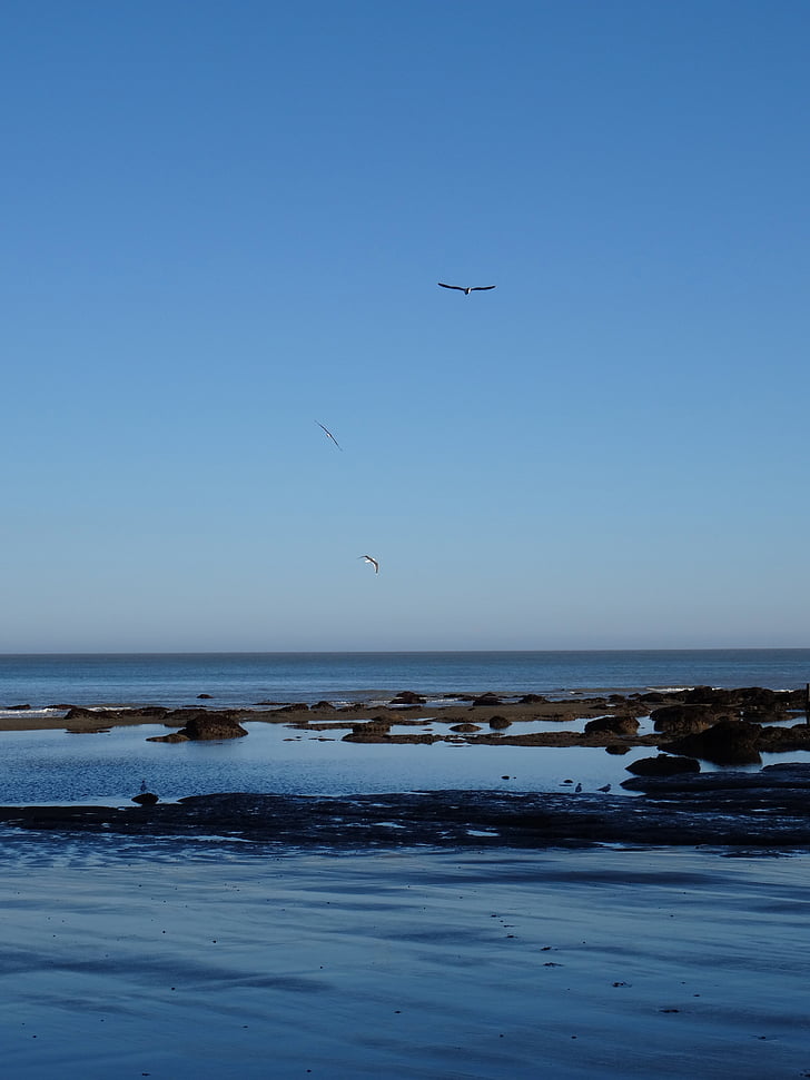 seagulls, ocean, sea, beach, bird, fly, wings