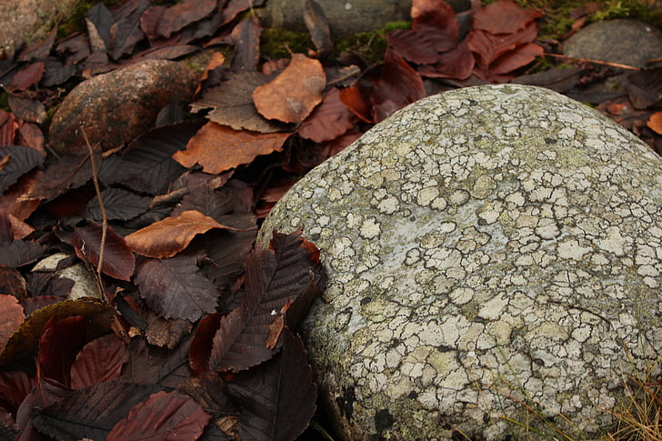 stone, leaf, brown, orange, autumn, fallen leaves, nature