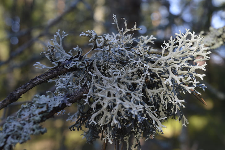 lichen, Direction générale de la, printemps, spécial, Journal de l’ossature de bois, pihljaja, eichenes