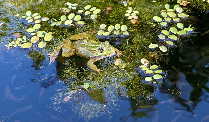 žaba, vode žaba, zelena, ribnjak, priroda, jezero, vodozemaca
