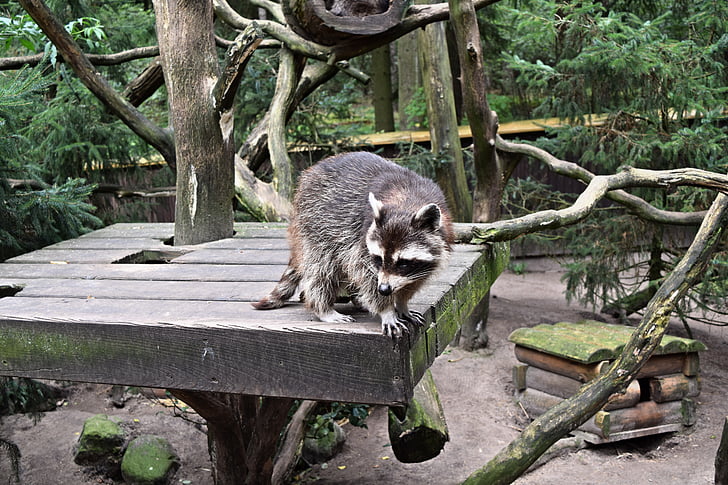 animals, raccoon, outdoor enclosures, wildlife park