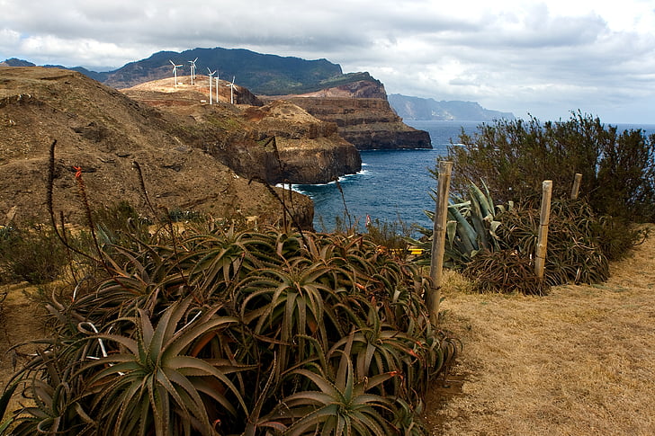Madeira, manzara, Güney kıyısında, kayalık sahil, aloe vera