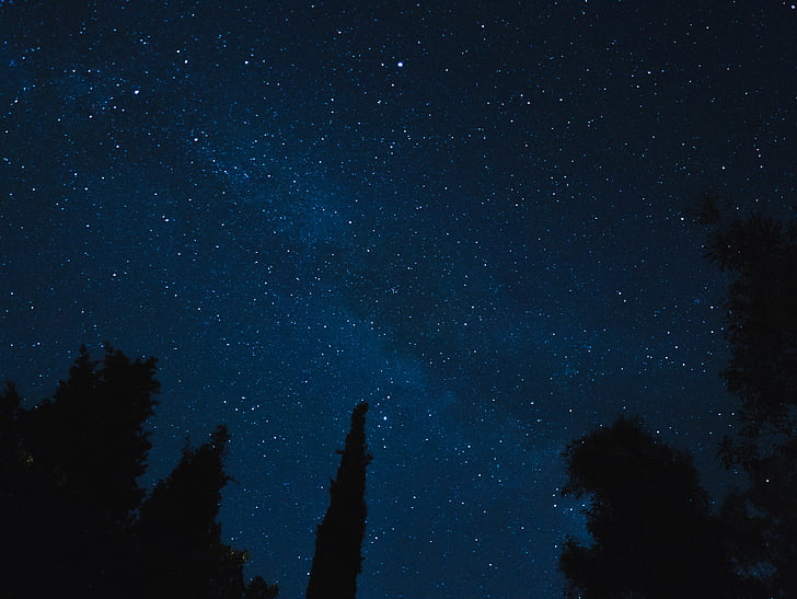 pino, árbol, noche, Fotografía, cielo, estrella, estrella - espacio