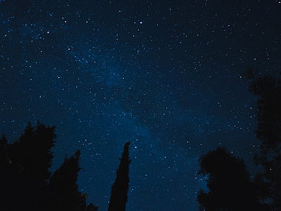 Pinheiro, árvore, à noite, fotografia, céu, estrela, estrela - espaço