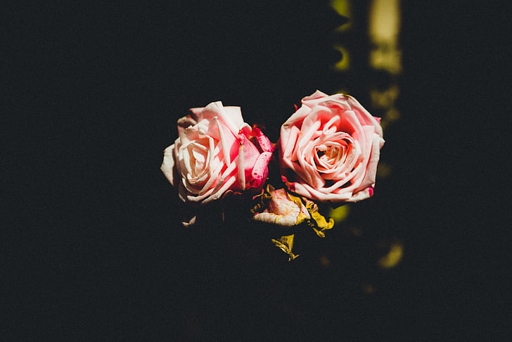 розово, Роза, снимка, цвете, венчелистче, Роза - цвете, уязвимостта